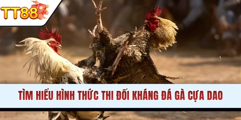 Tìm hiểu hình thức kịch tính đá gà cựa dao